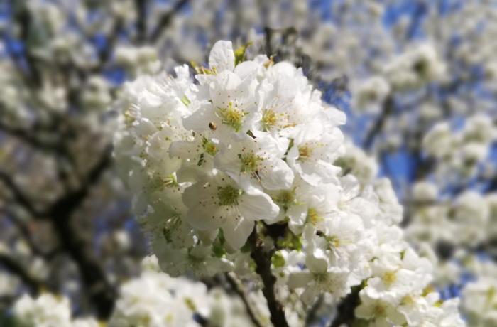 Kersenbloesem tegen een blauwe lucht